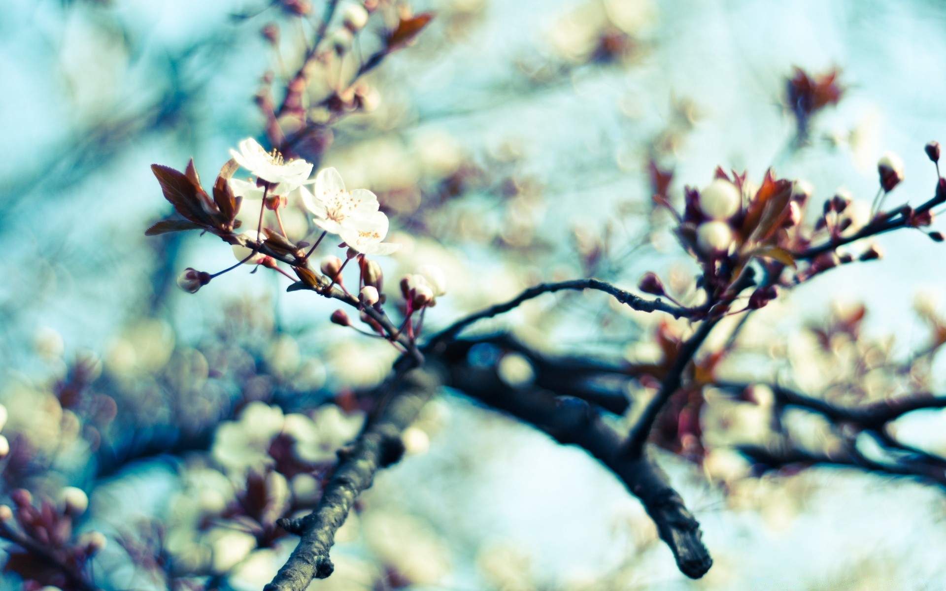 primavera albero fiore natura all aperto inverno ramo gelo ciliegia