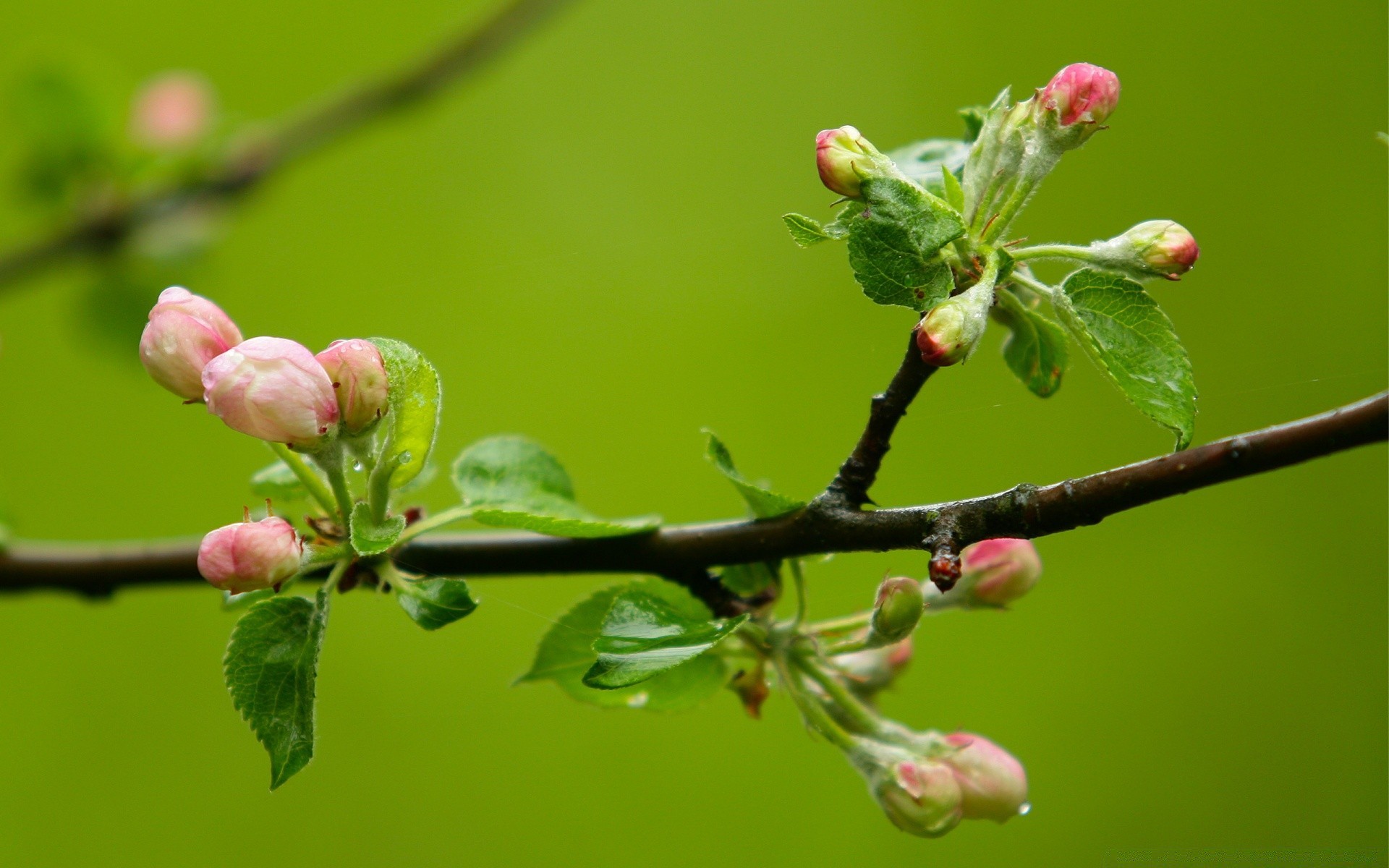 frühling natur zweig baum blume flora blatt garten kumpel wachstum kirsche im freien apfel pflaume saison sommer schließen farbe obst park