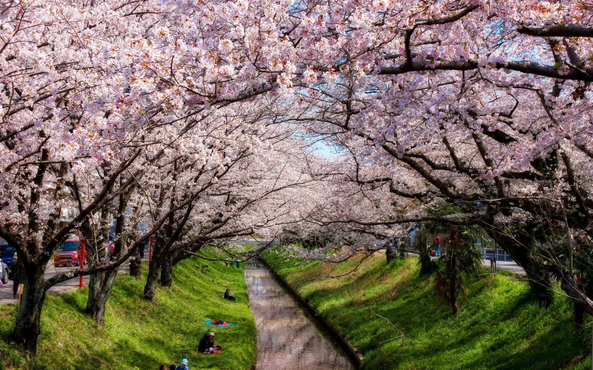 primavera albero paesaggio ramo stagione natura ciliegio parco fiore flora primavera all aperto foglia crescita rurale paesaggio scenic legno guida ambiente