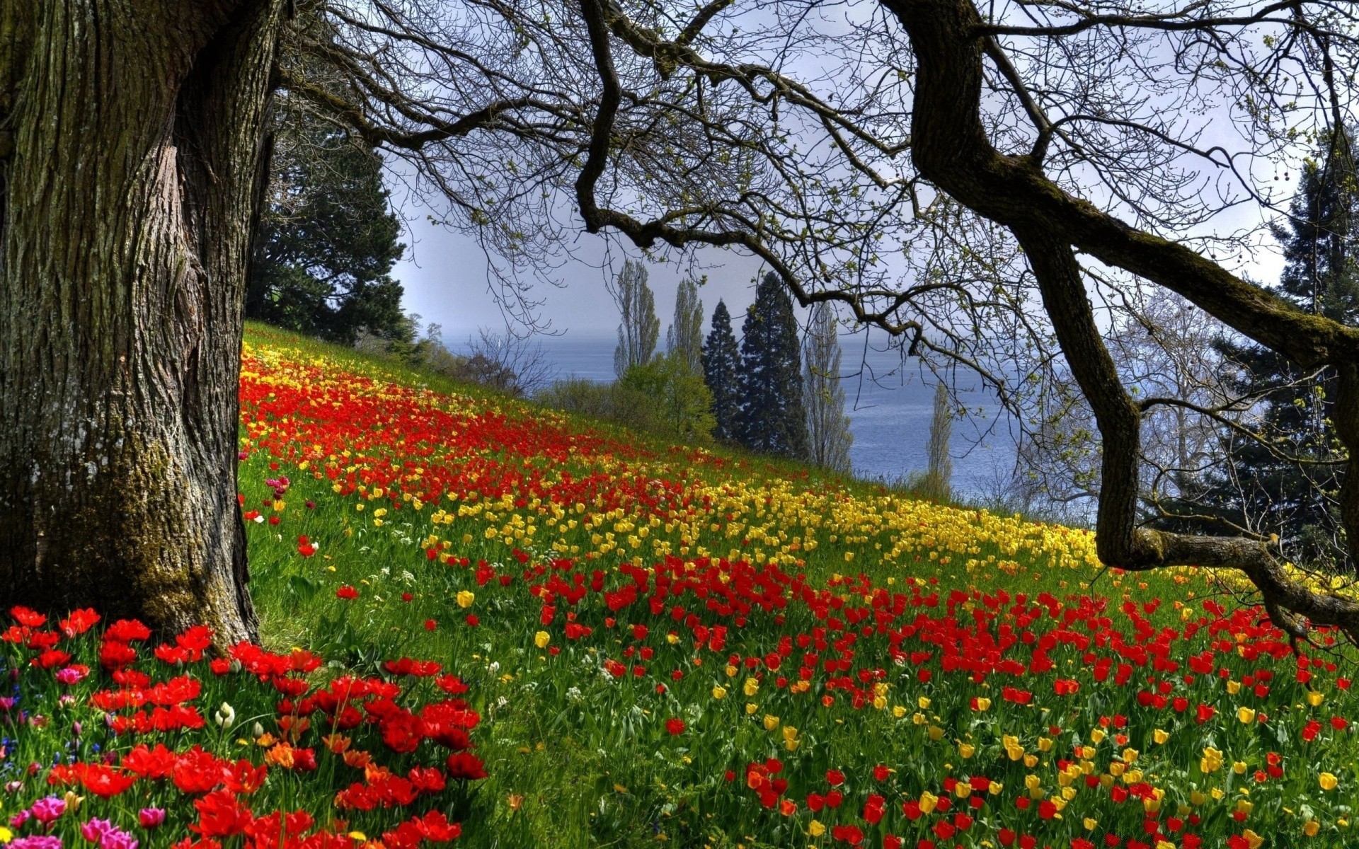 primavera fiore albero natura paesaggio foglia parco all aperto flora stagione crescita papavero erba giardino tulipano legno ambiente fieno colore