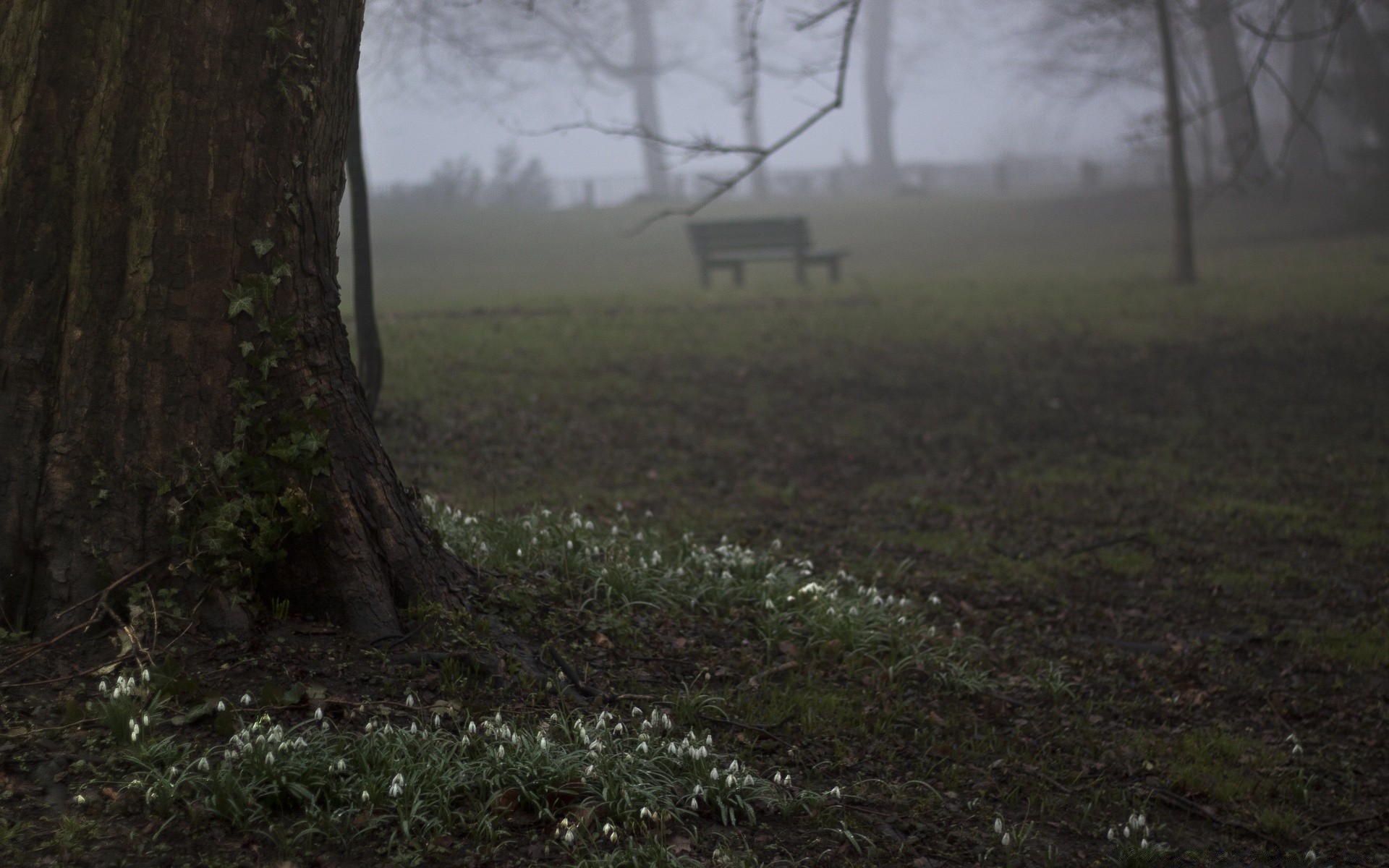 primavera paisaje árbol madera niebla medio ambiente amanecer otoño naturaleza tiempo niebla luz hierba al aire libre parque lluvia hoja luz del día