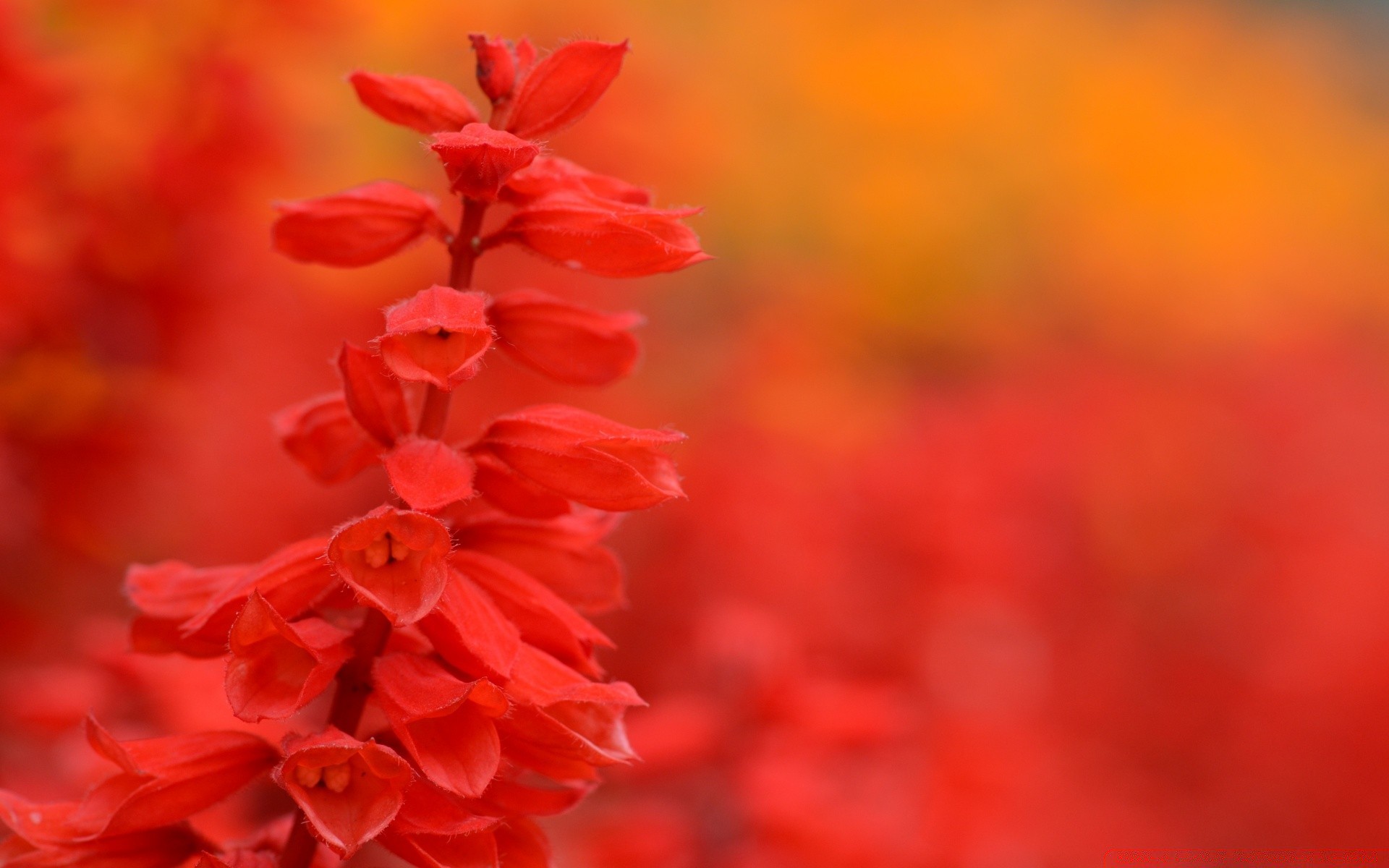 printemps nature fleur feuille flore lumineux couleur jardin flou à l extérieur saison été croissance