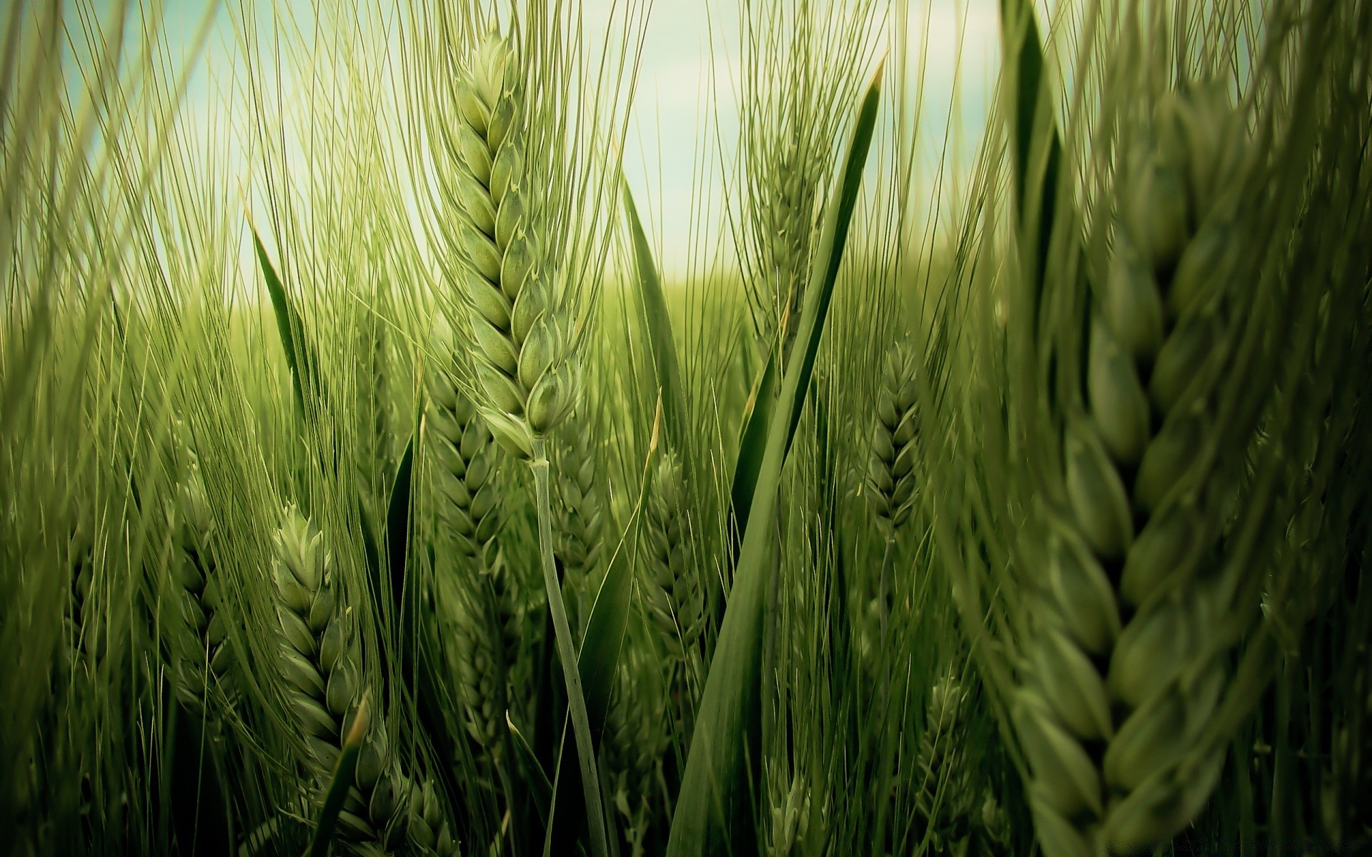 primavera grano fiocchi pascolo pane raccolto rurale crescita agricoltura segale fattoria paglia orzo flora campo mais seme estate natura cibo