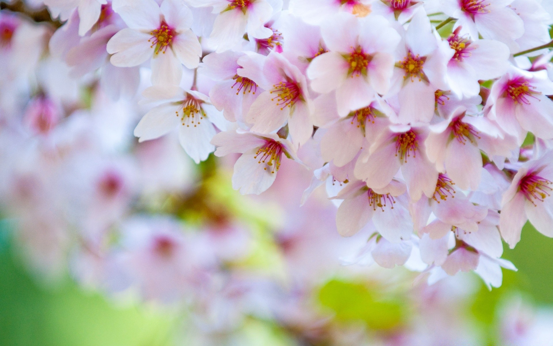 primavera fiore natura giardino flora foglia fiore petalo floreale ciliegia estate crescita ramo luminoso stagione compagno albero primavera delicato bel tempo