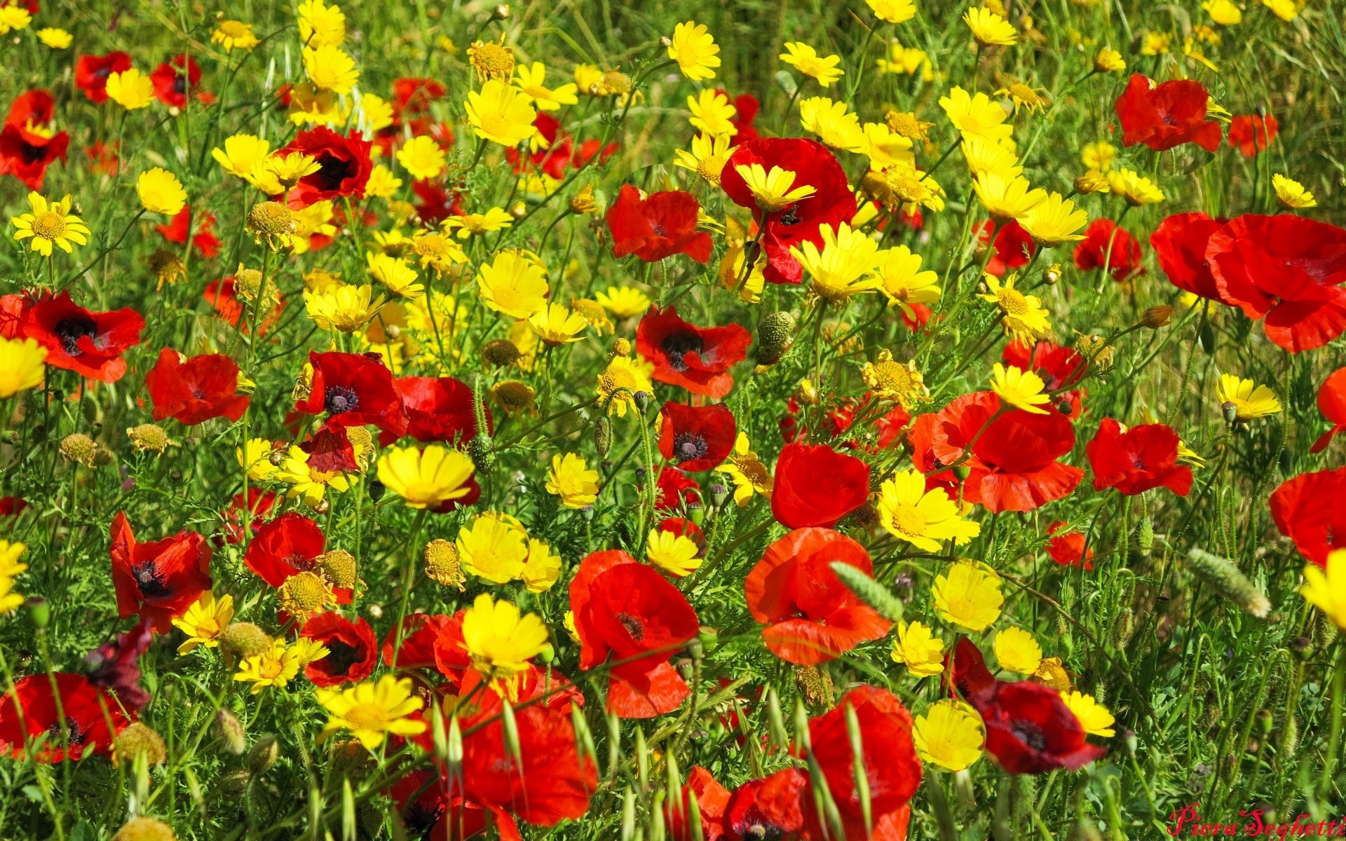 primavera campo di fiori flora papavero floreale fieno natura estate petalo giardino fioritura stagione erba colore vivid vivid rurale crescita foglia soleggiato