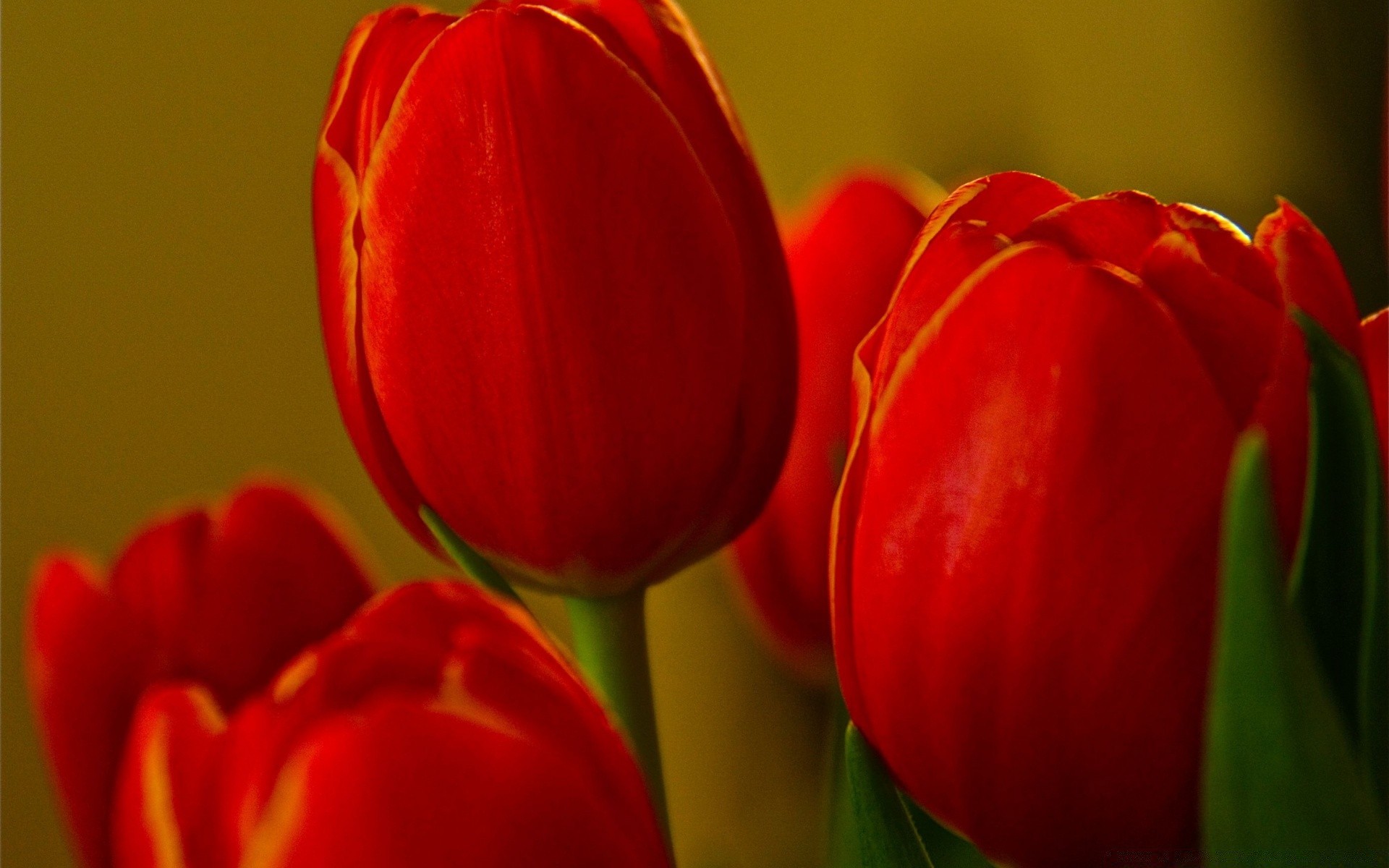 primavera tulipán flor naturaleza color hoja pascua amor brillante flora jardín ramo floral desenfoque