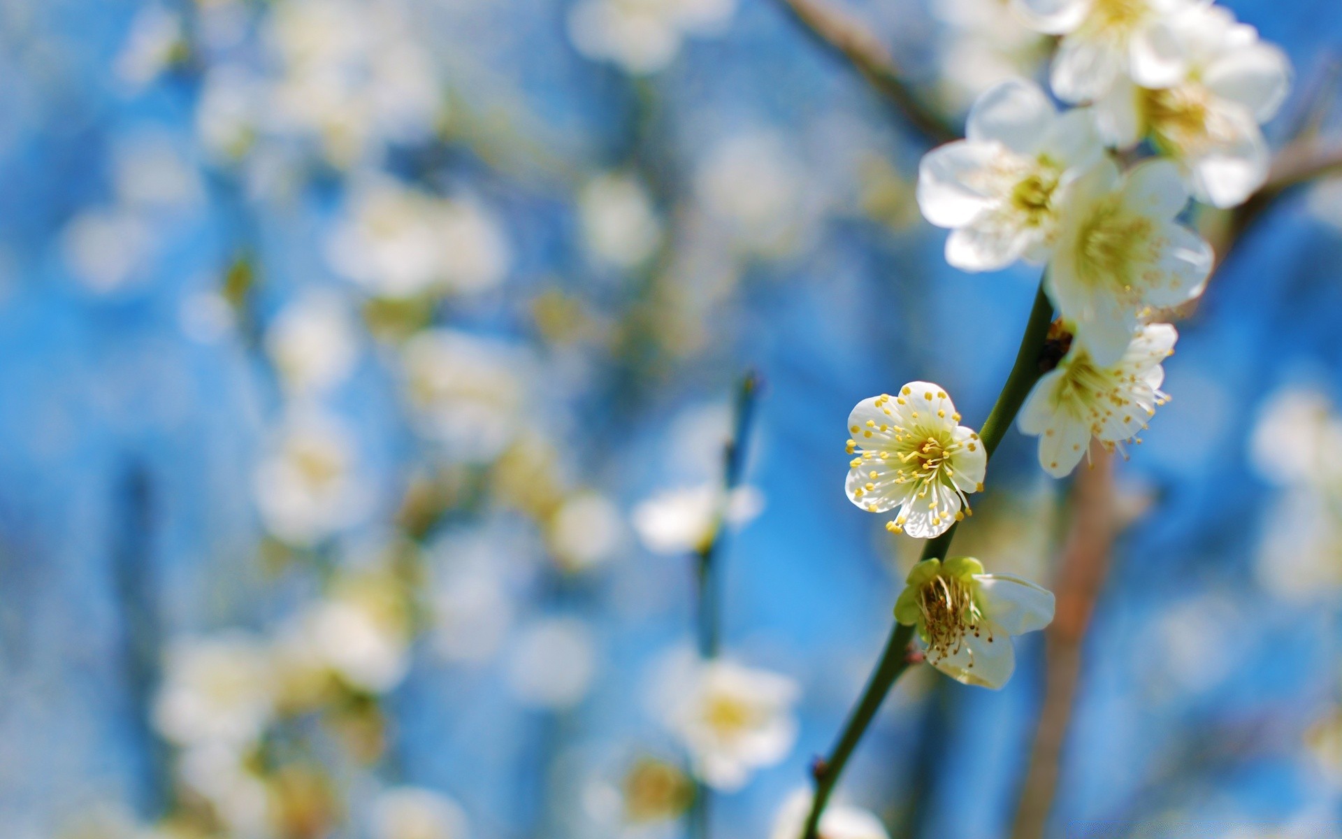 primavera flor natureza flora temporada crescimento jardim ramo verão bom tempo blooming cereja folha pétala primavera ao ar livre brilhante árvore ensolarado cor