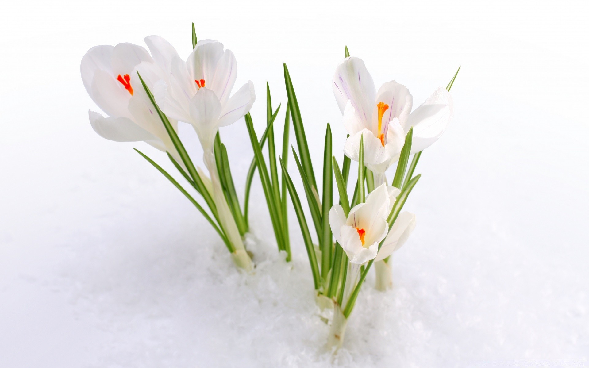 frühling natur blume flora blatt nahaufnahme isoliert blütenblatt wachstum hell jahreszeit ostern blumen blumenstrauß kopf sommer liebe