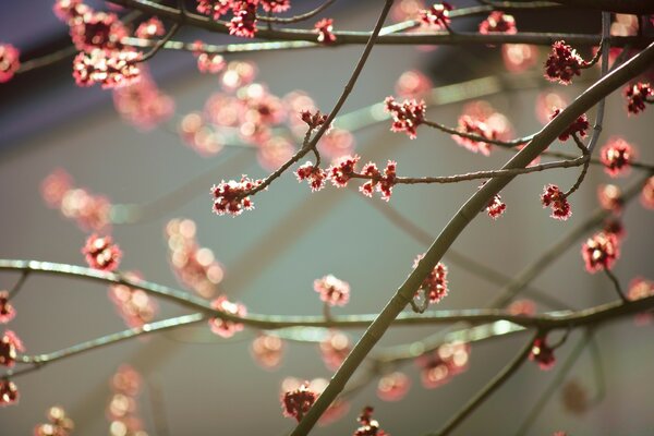 Winterkirsche blüht im Frühling