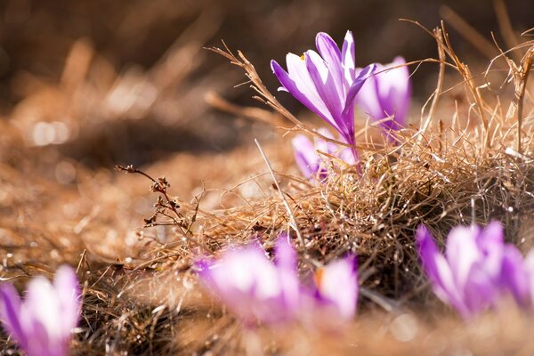 Blumen im Frühling sind lila