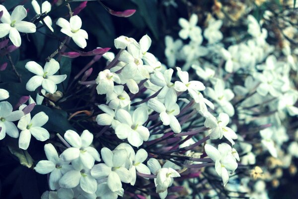 Weiße Frühlingsblumen in der Nähe