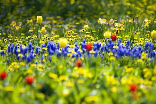 Flowers in the field. Spring and warmth