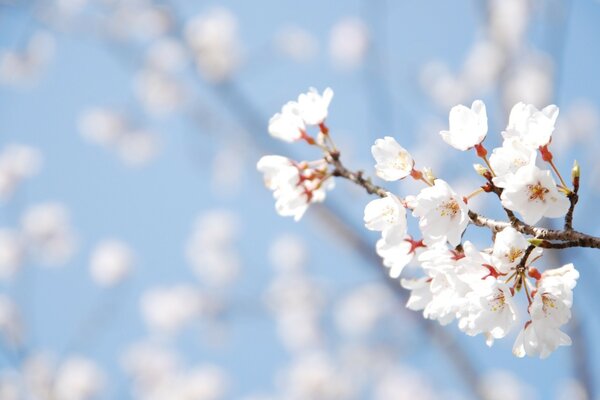 Kirschblüte und blauer Himmel