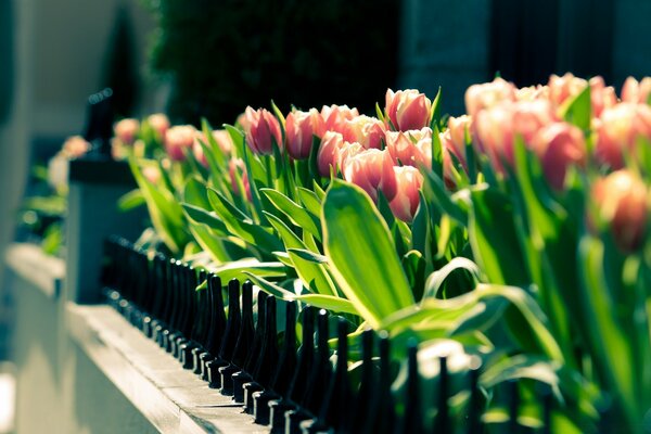 Eine Allee von rosa blühenden Tulpen hinter einer Hecke