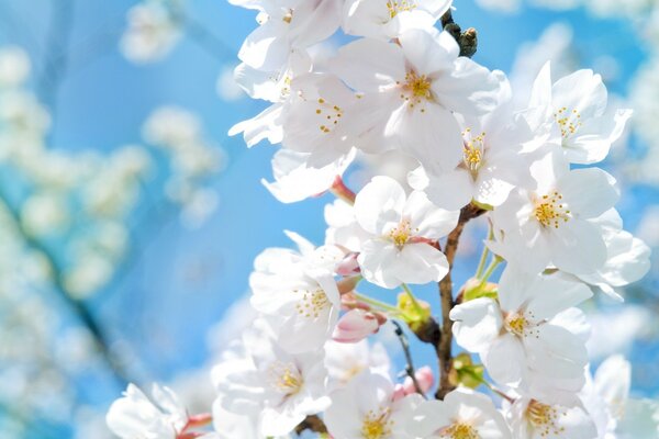 Flores de cerezo en una rama