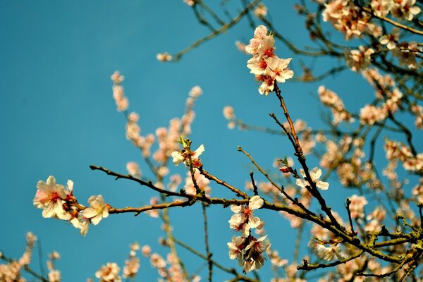 Branches of cherry blossoms against the sky