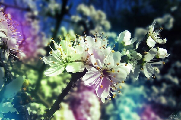 Bluming en la foto. Flores cerca