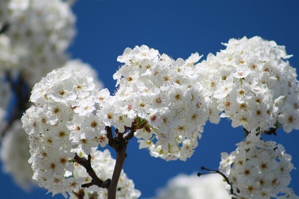 Capullos de cereza. Flores blancas