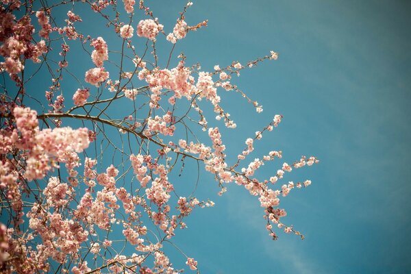 Cherry branches in bloom on a blue sky background