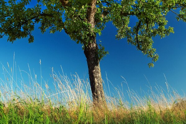 जंगली प्रकृति की उज्ज्वल हरियाली