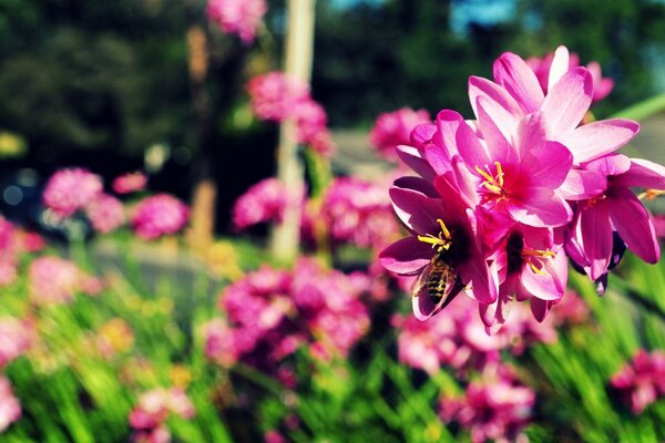 Clairière de fleurs dans le jardin de printemps