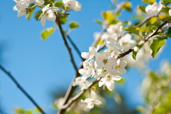 Äste eines Apfelbaums in weißen Blüten