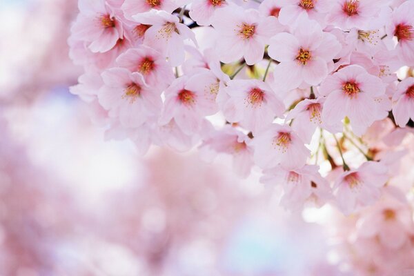 Blühende Kirsche. Der Frühling ist rosa