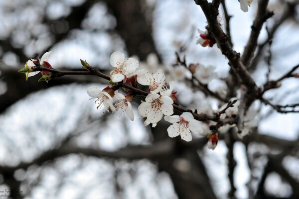 Fleurs de cerisier sur des branches nues sans feuillage