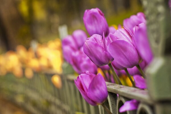 Tulipanes morados en una cama de primavera