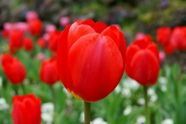 Tulipani rossi nel prato