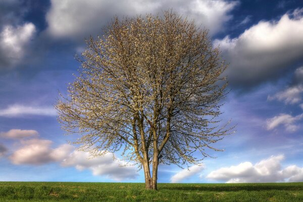 Ramas calvas de un enorme árbol