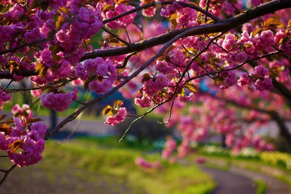 Bright pink flowers completely covered the courses of trees