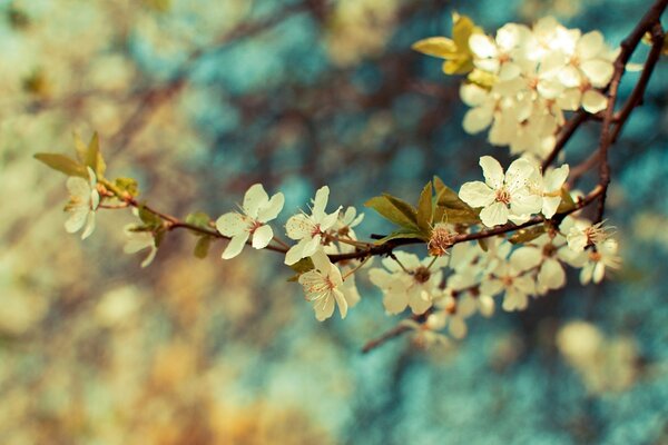 Weiße Blüten auf einem Apfelbaumzweig