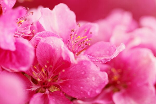 Pink flowers on a pink background