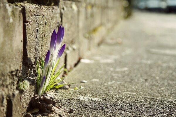 Die ersten Blumen durchbohren den Boden