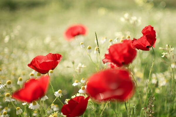 Spring flowers on the field