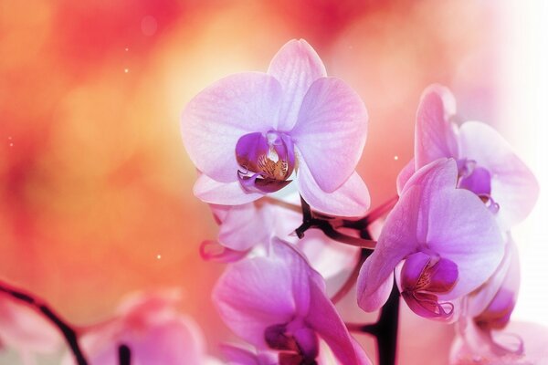 Flores de orquídeas Lilas sobre un fondo borroso