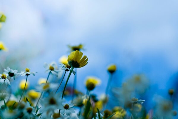 Summer flowers bloomed on the field