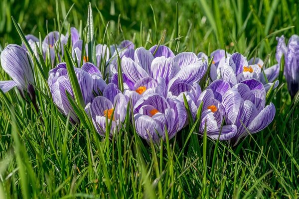 Crocuses in the grass bloom in spring