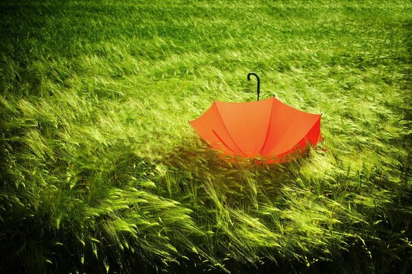 Der Regenschirm liegt auf dichtem Gras