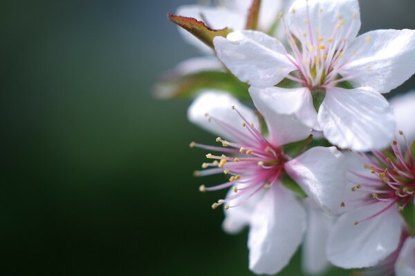 Fotografía macro de flores de cerezo