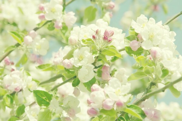 Delicate pink and white flowers on tree branches