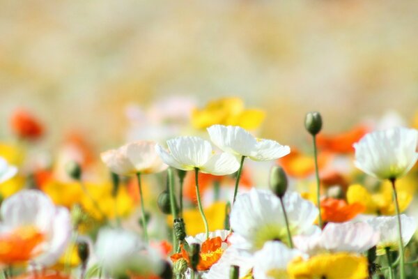 Gelbe bedwe rote Blumen