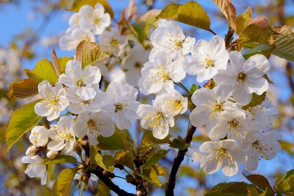 Blühender Apfelbaum. Blüte im Frühling