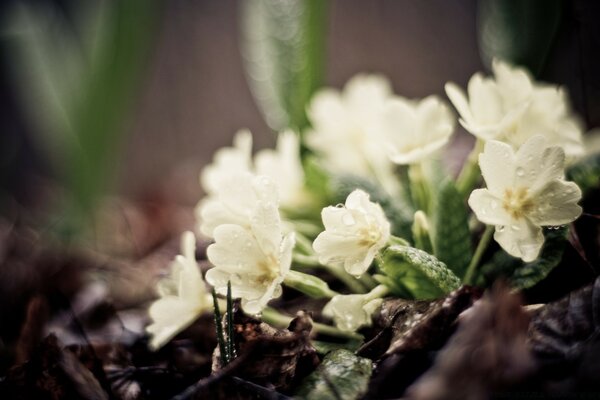 The first spring flowers are white