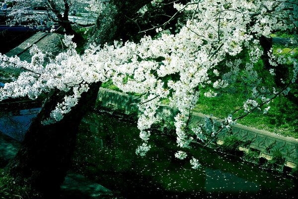 Flowering trees by the water