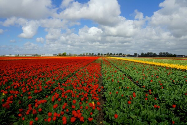 Plantation de tulipes en fleurs à la ferme