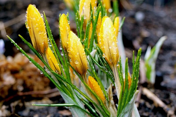 Knospen von gelben Blüten im Tau