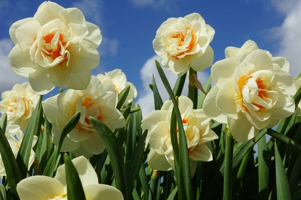 Sehr schöne Blumen blühen im Frühling