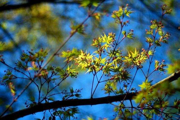 Spring trees. The first leaf on the tree